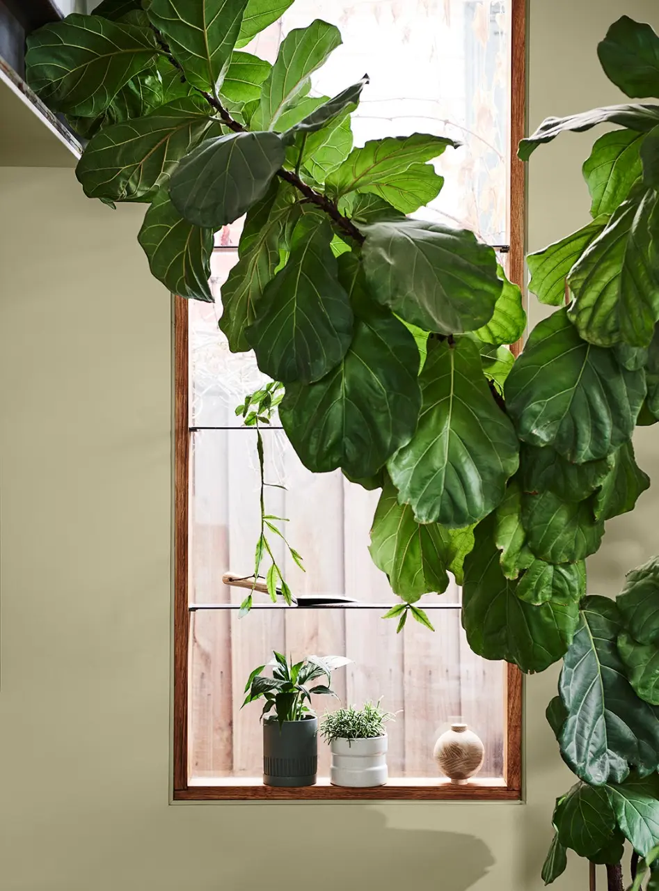 interior-room-window shelf with large indoors leafy plant