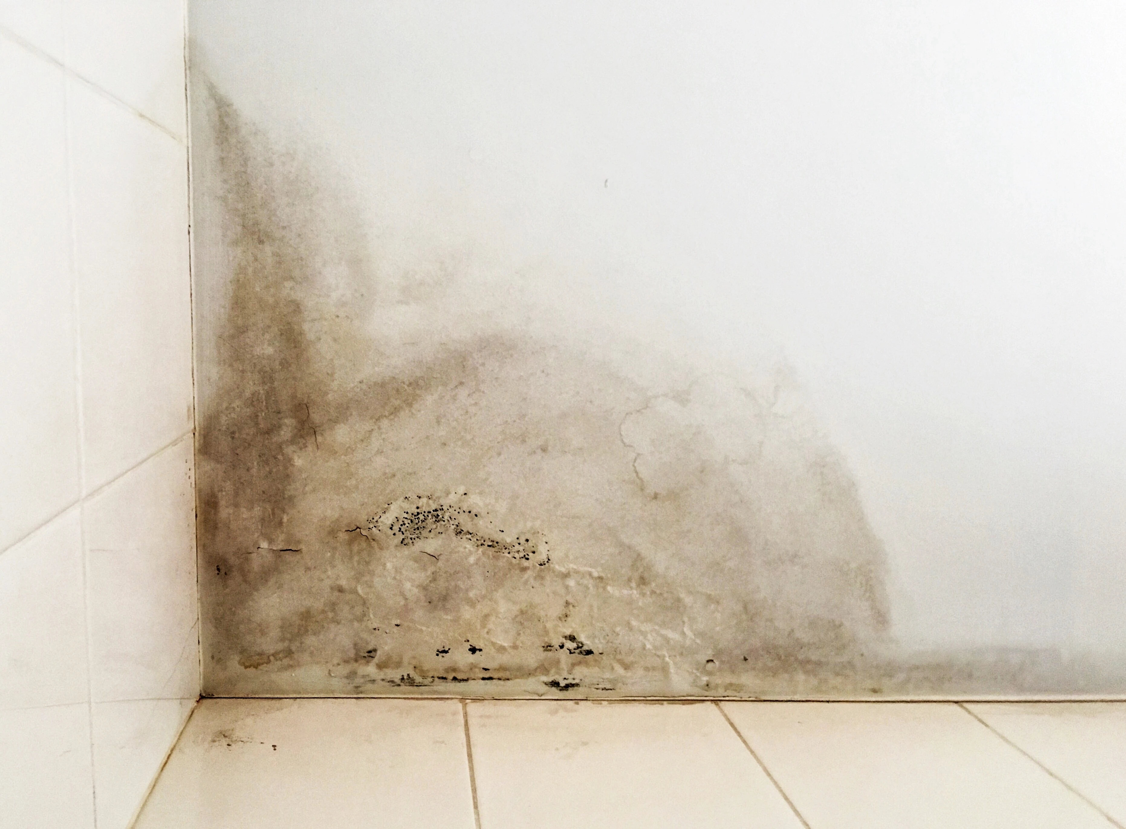 What is mould and why is it a problem?