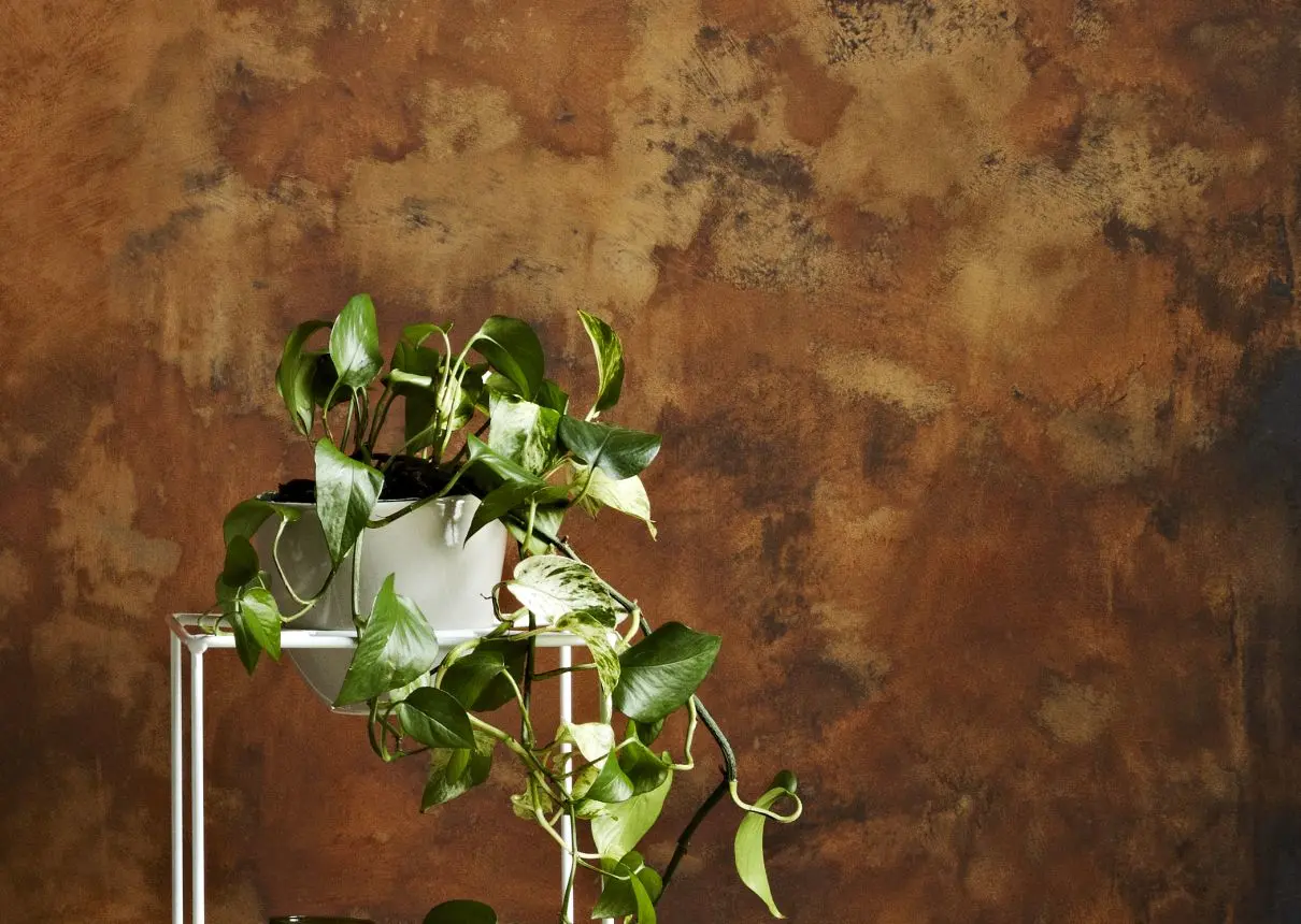 view of houseplant in front of rust effect wall