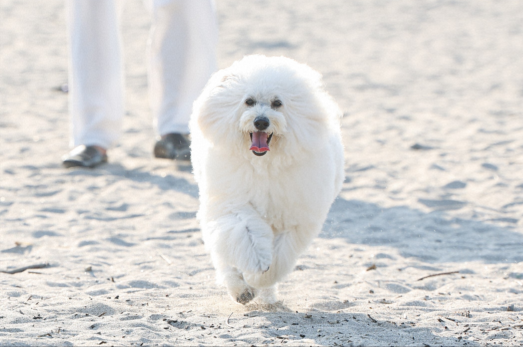 『初恋DOGs』第3話