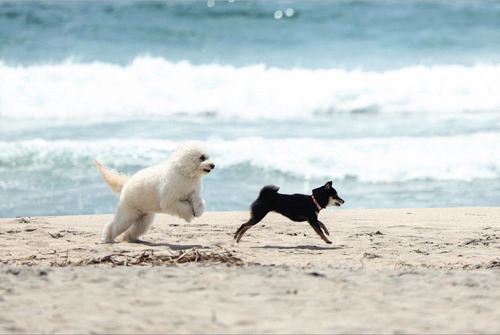 初恋DOGs