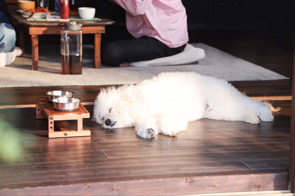 『初恋DOGs』第5話