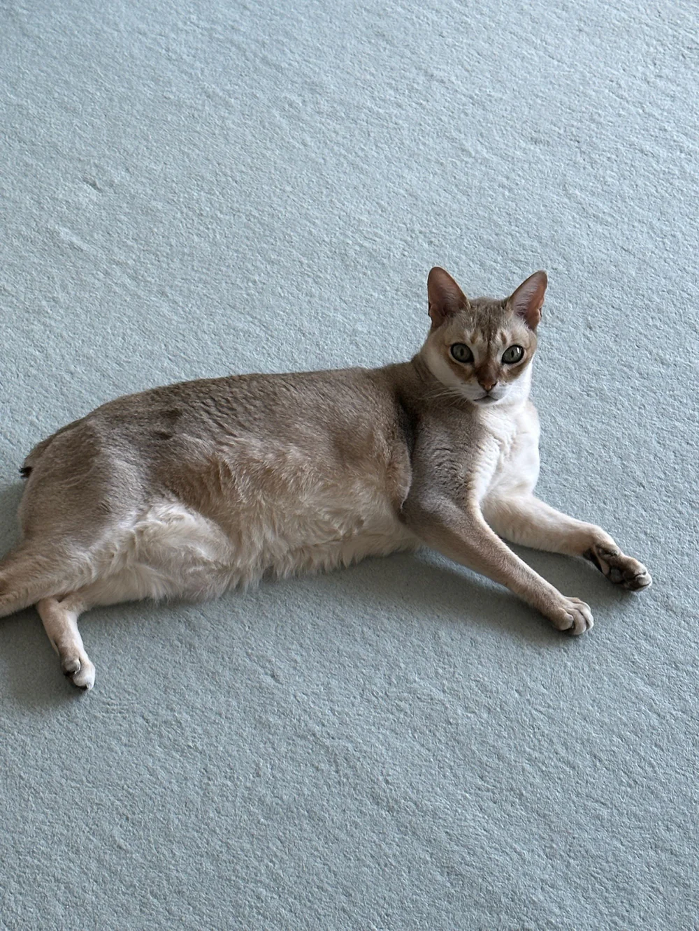 Re-construction / ホンマタカシ　裁断プリント付き This_is_not_my_cat_DM_1000x.