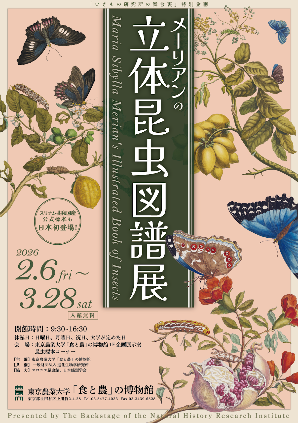メーリアンの立体昆虫図譜展」 （「食と農」の博物館） ｜Tokyo Art Beat