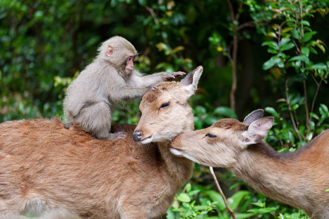 「希望（HOPE）～みんなで考える動物の未来～」