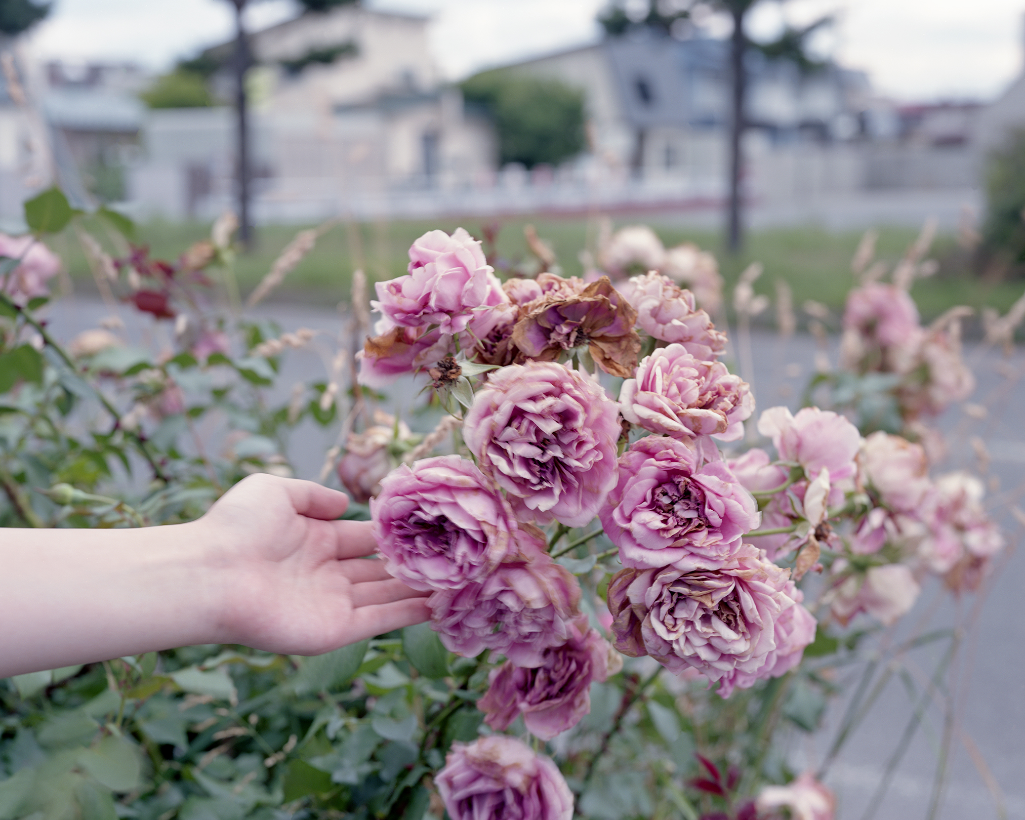 道先潤 「My Dear Unknown Plants」 （Alt_Medium） ｜Tokyo Art