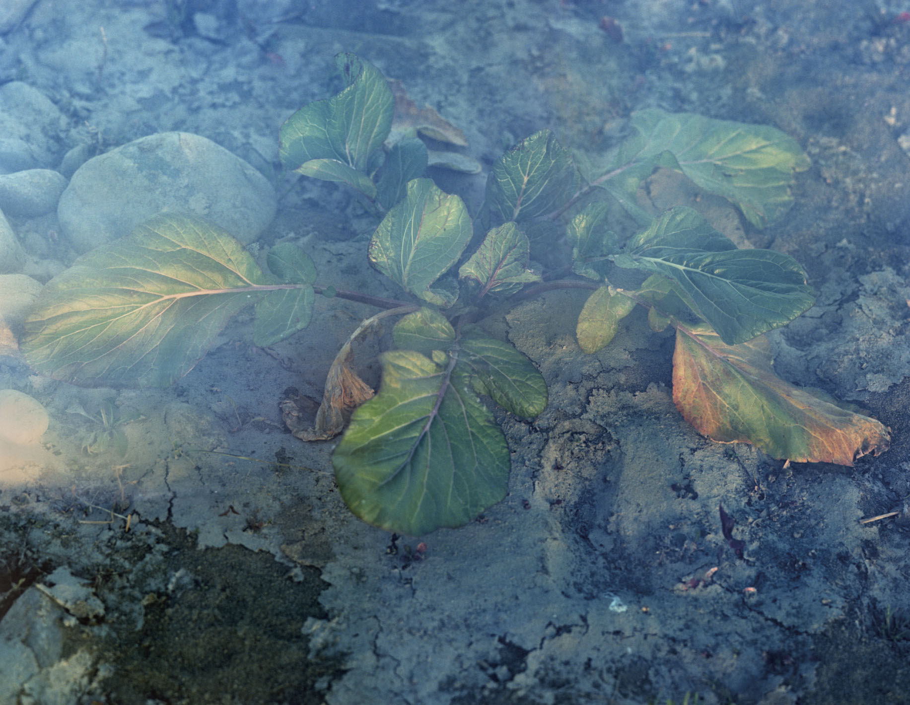 横田大輔 「植物、多摩川中流域」 （スタジオ35分） ｜Tokyo Art Beat