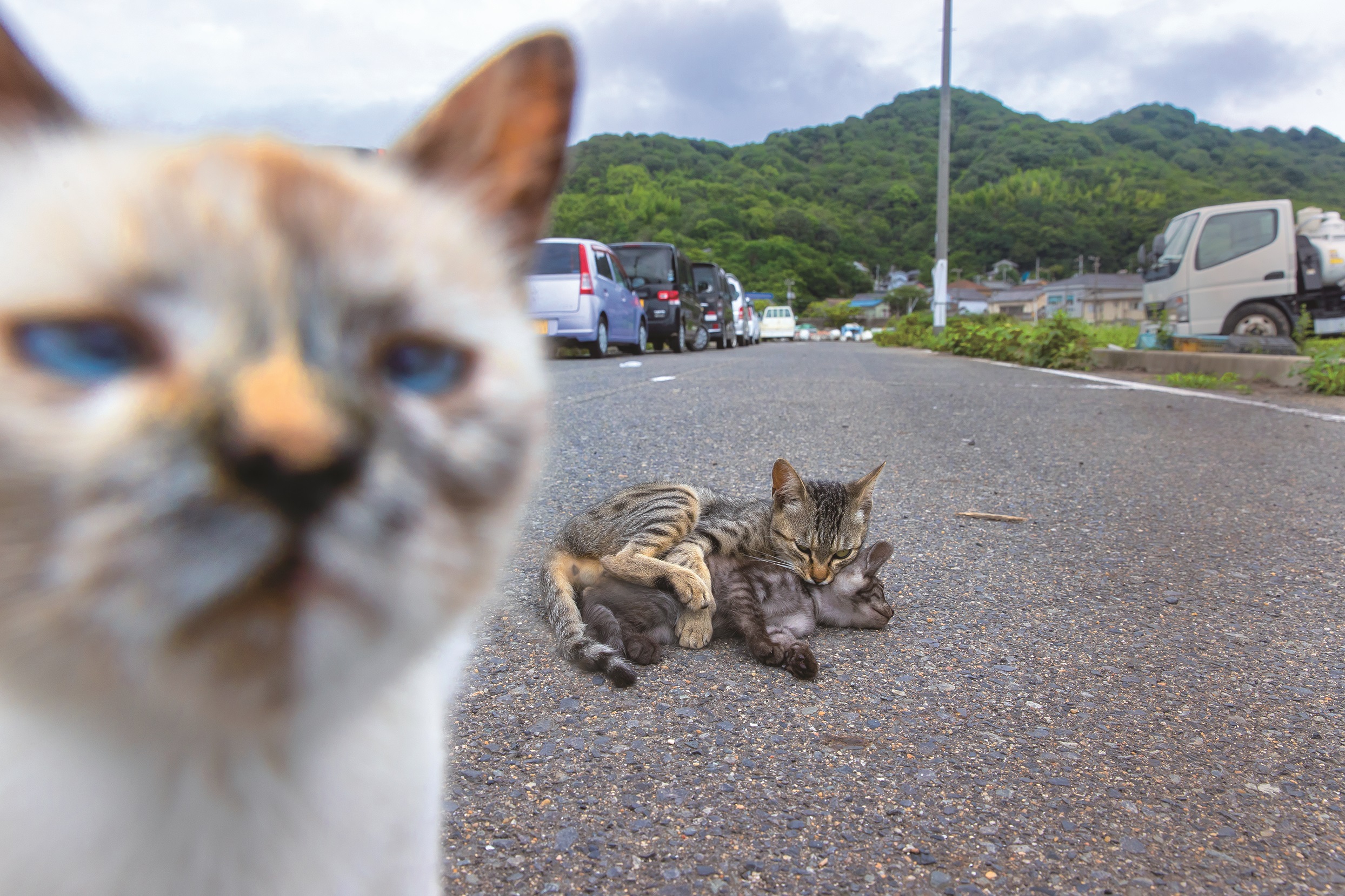 沖昌之 「ネコなんです。」 （オープンギャラリー1・2） ｜Tokyo Art Beat
