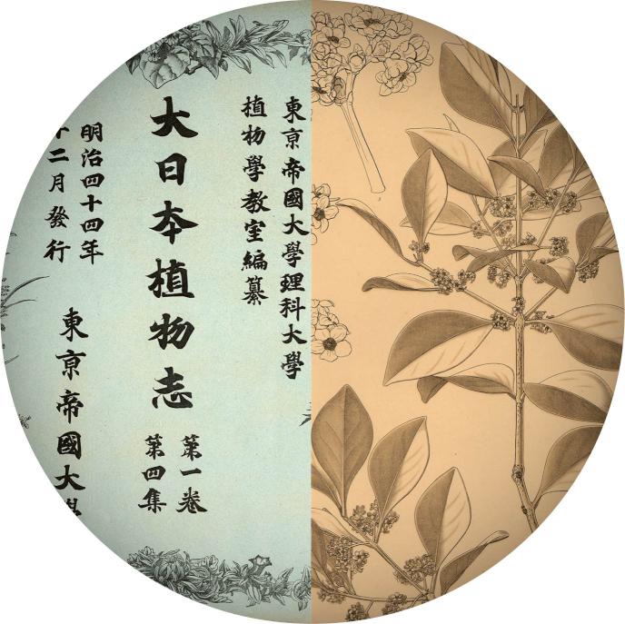 特別公開『東大植物学と植物画 – 牧野富太郎と山田壽雄vol.4 