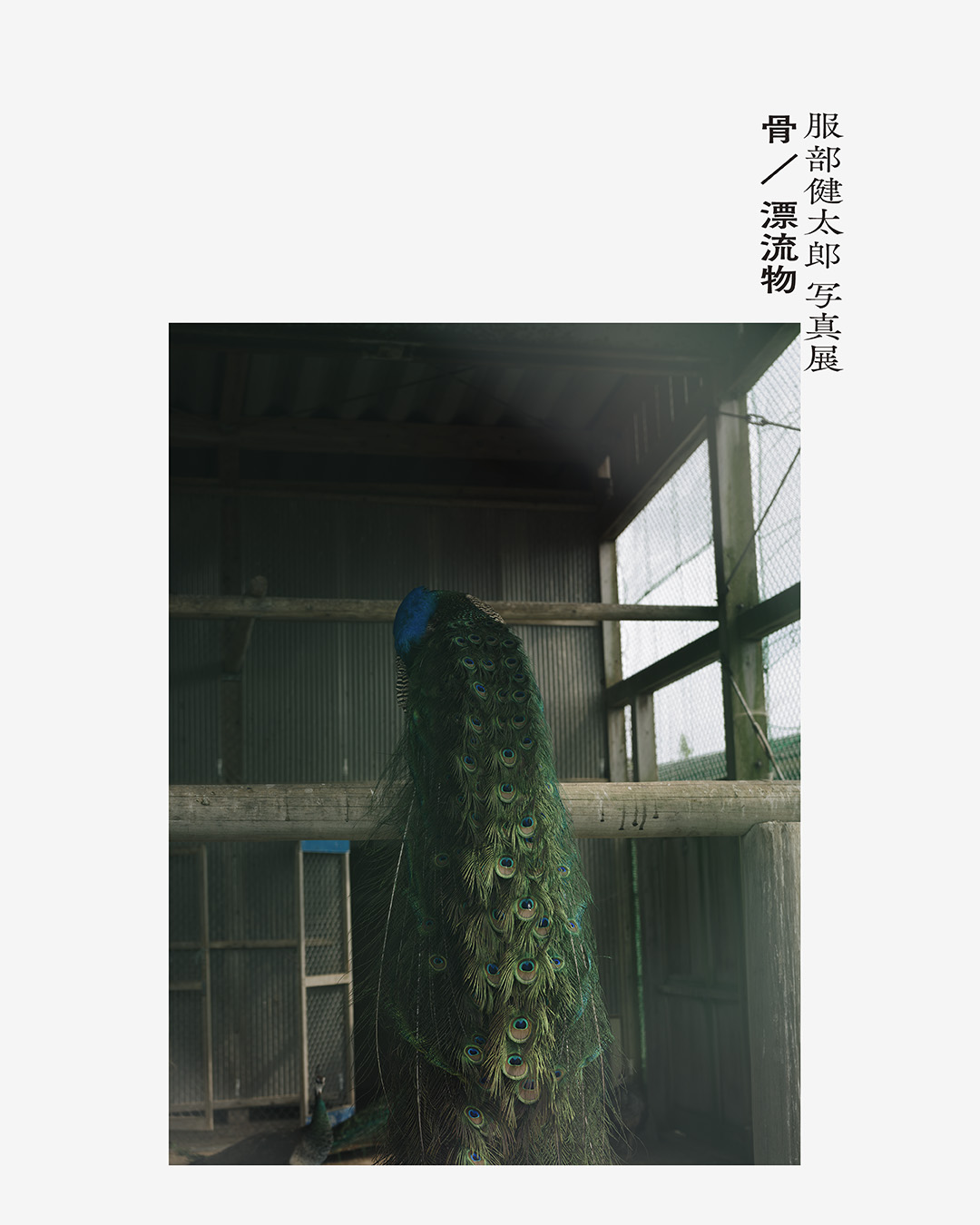 服部健太郎 「骨/漂流物」