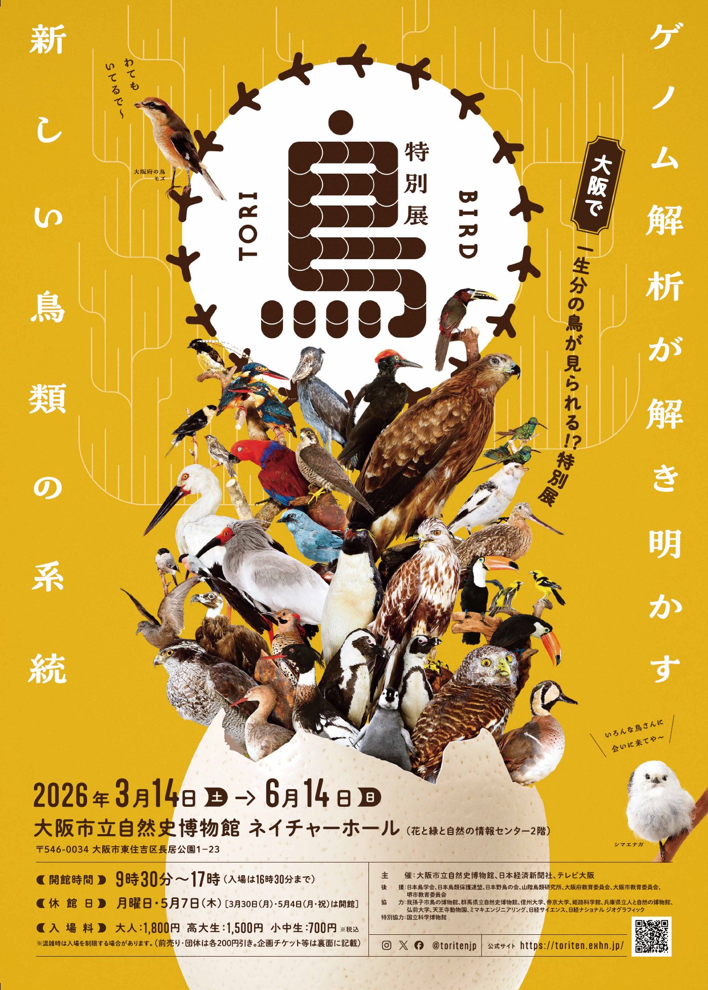 鳥～ゲノム解析が解き明かす新しい鳥類の系統～」 （大阪市立自然史