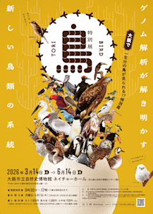 鳥～ゲノム解析が解き明かす新しい鳥類の系統～」 （大阪市立自然史