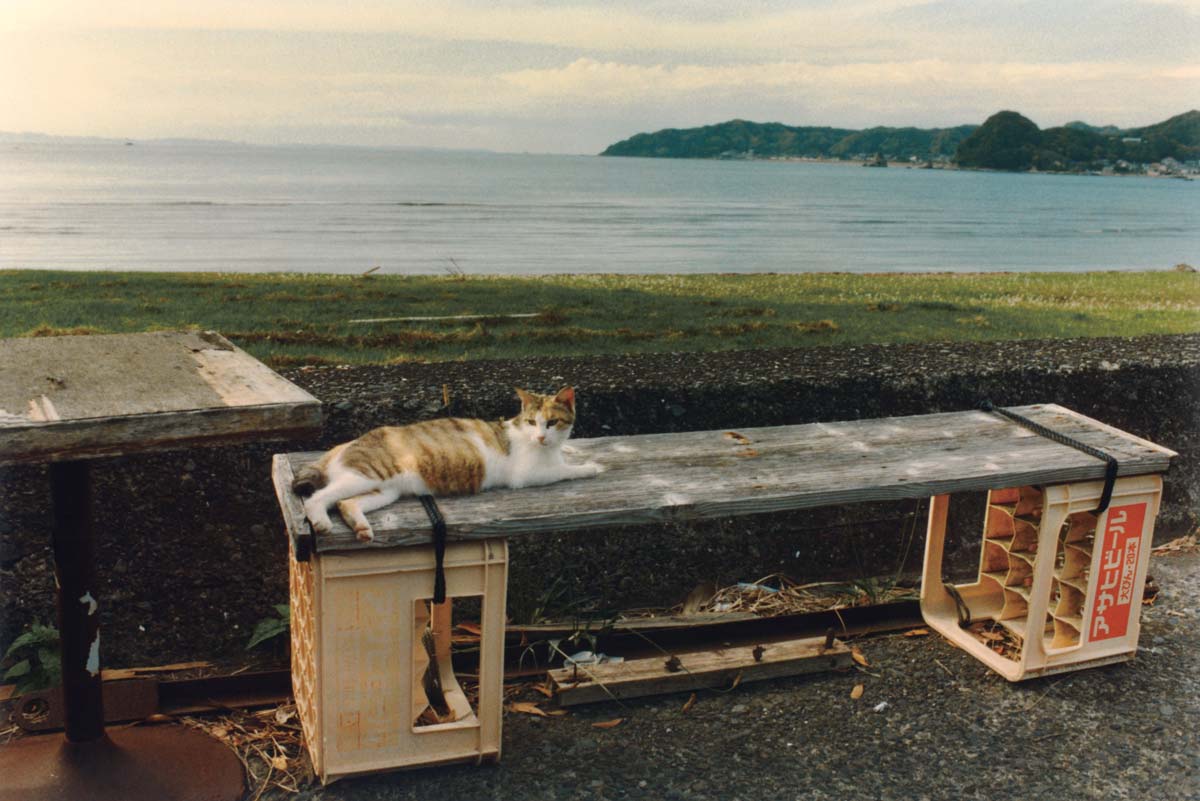 Koji Onaka: Neko wa Neko 2 & Another The Dog in France