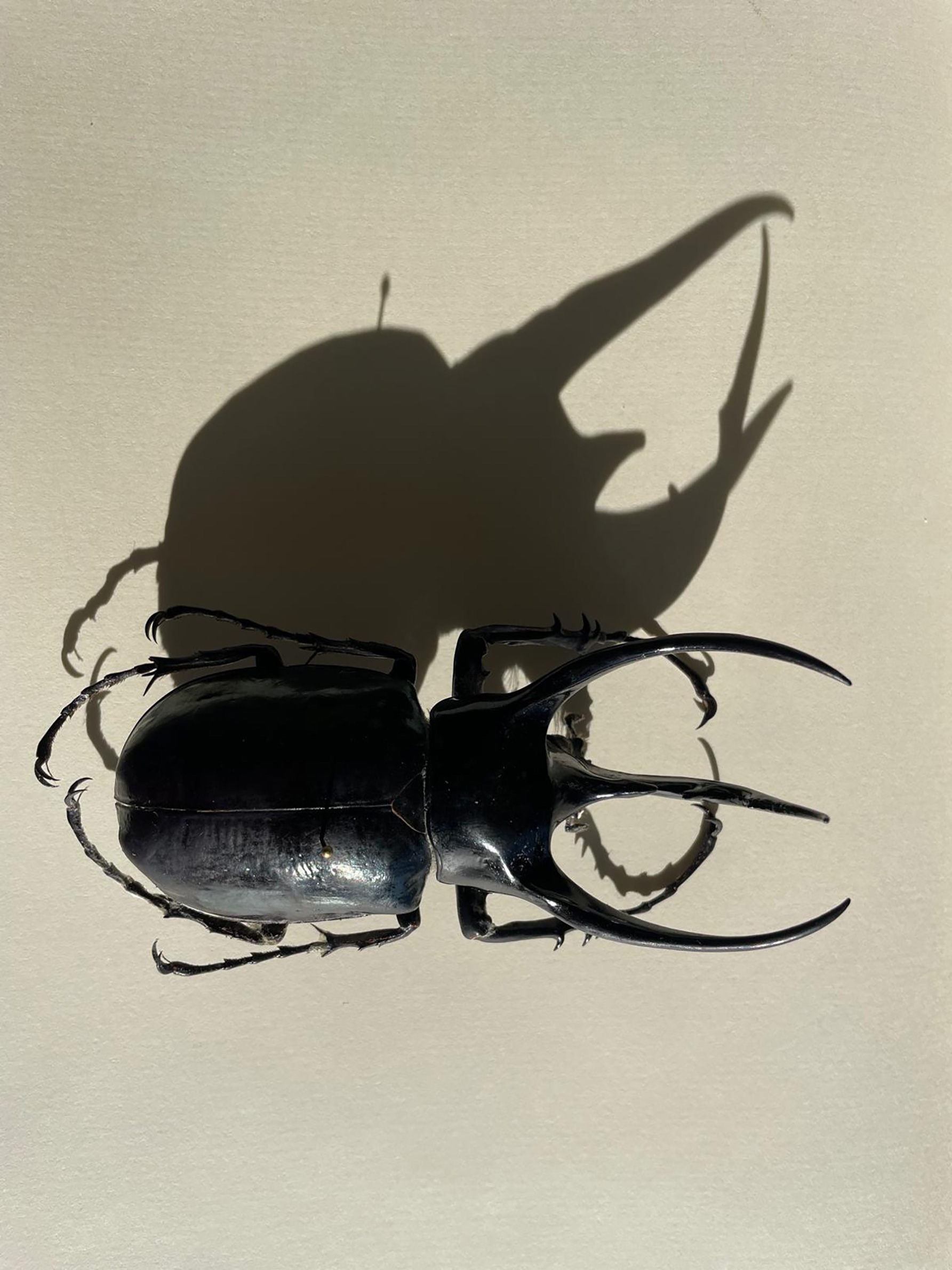 ガブリエル・オロスコ 展 （OSCAAR MOULIGNE） ｜Tokyo Art Beat