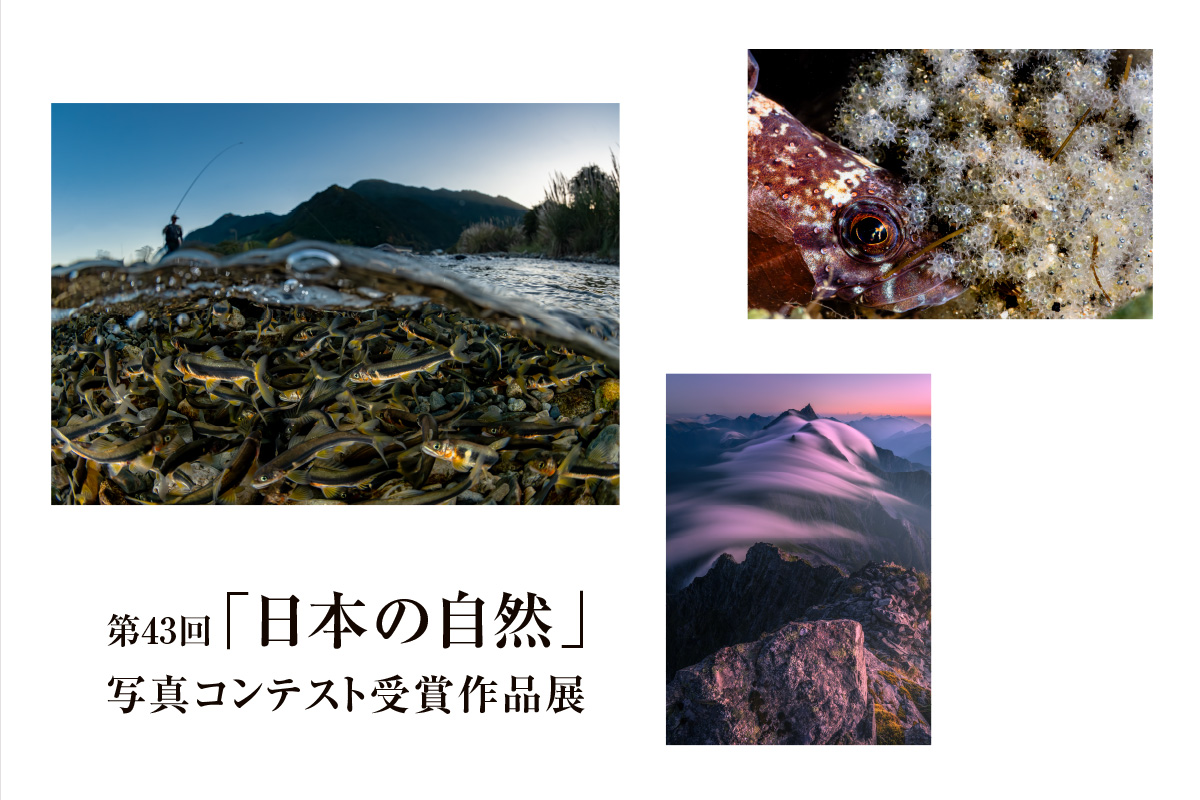 真作保証■日本画■内海泰■戦場ヶ原■師・希望・元宋・日展審査員 第43回『日本の自然』写真コンテスト 受賞作品展」 （ソニー