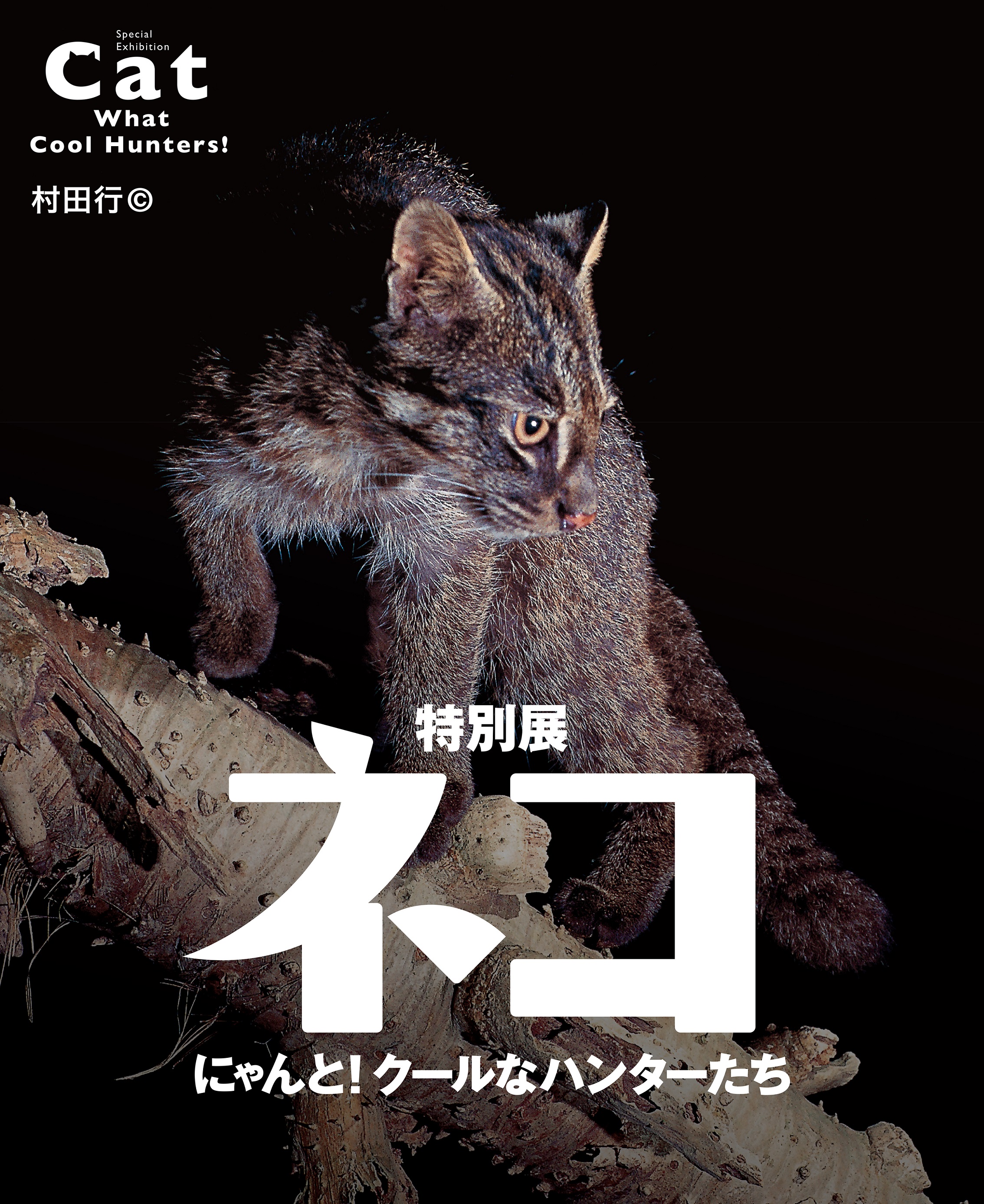 マーケットのニャ術師　投資　キャットルズ vol2 マーケットのニャ術師 投資 キャットルズ vol2 大人気，最新作