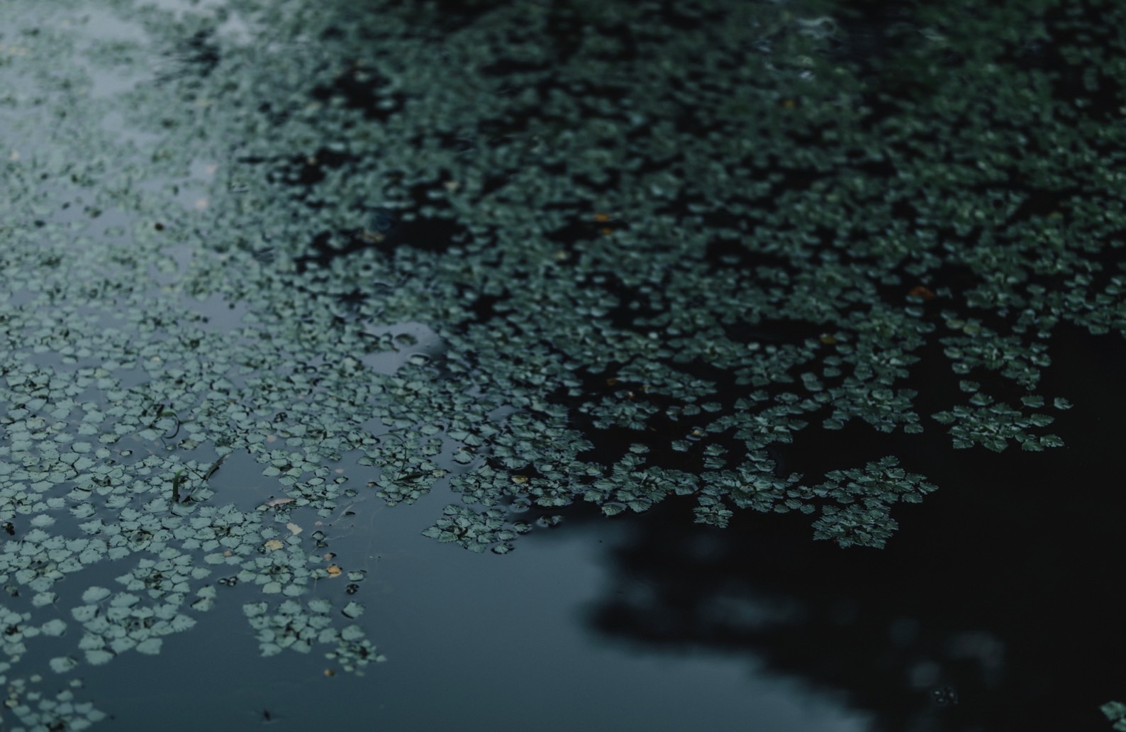 その時間の差し出し方 1 - 湯宿さか本 - 」 （BOOK AND SONS） ｜Tokyo