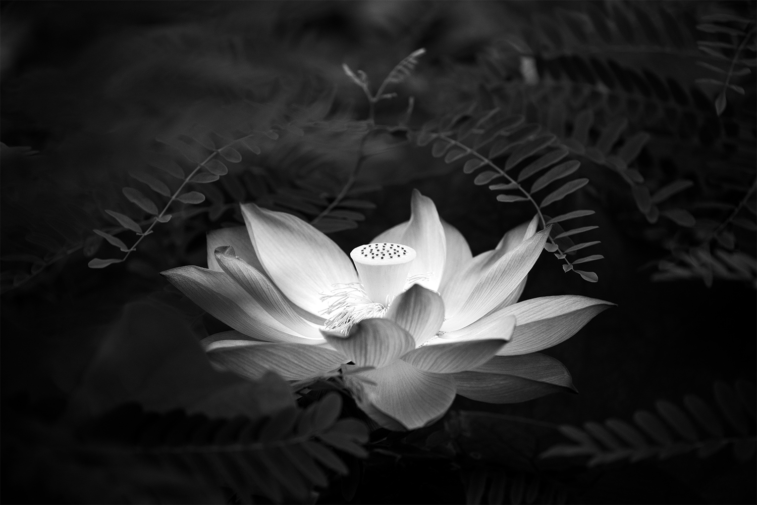 鶴田真由 「Lotus」