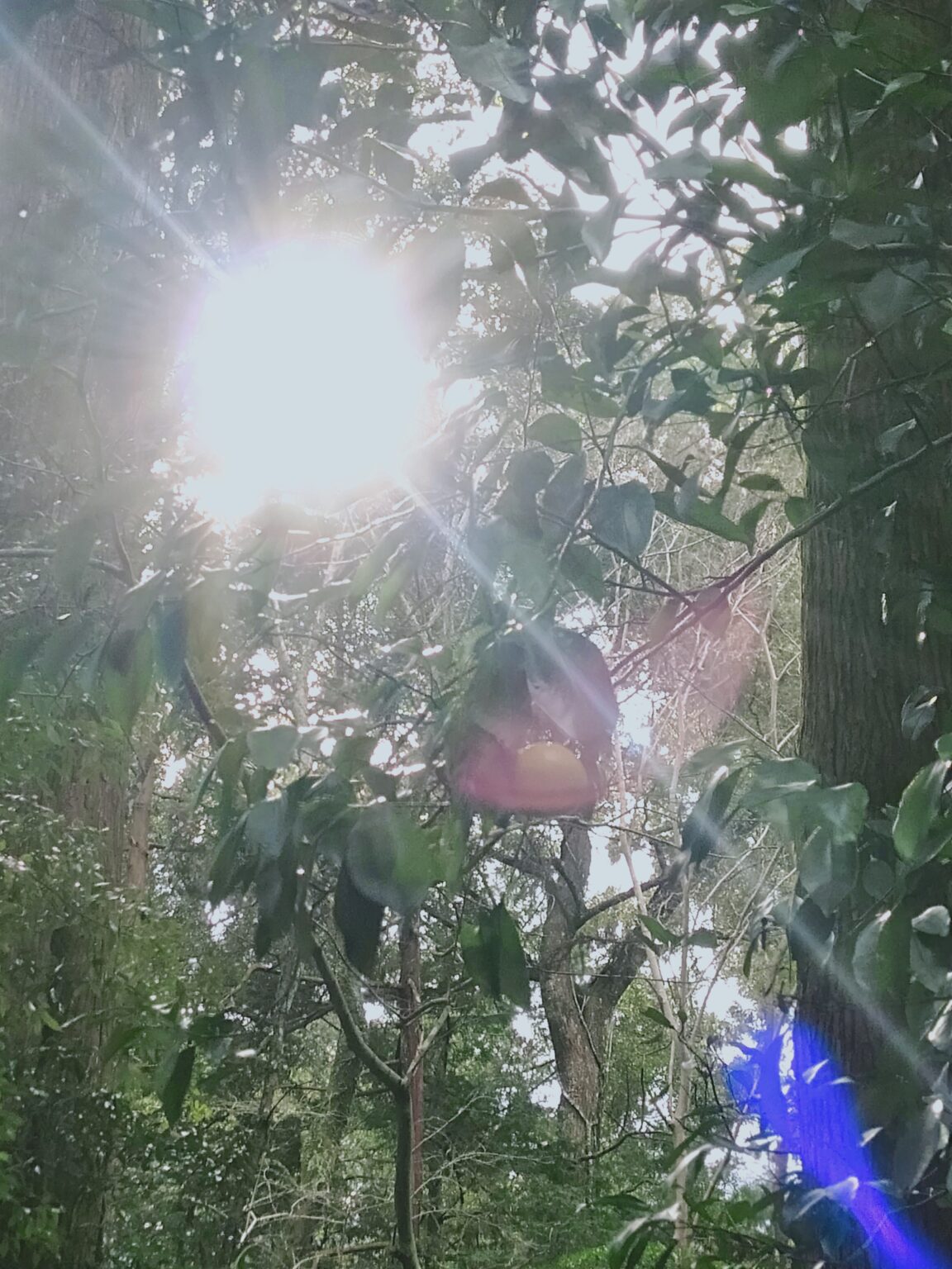 ロジャー・ジャヌワタ 「僕のニューロン知りませんか」 （TAV GALLERY