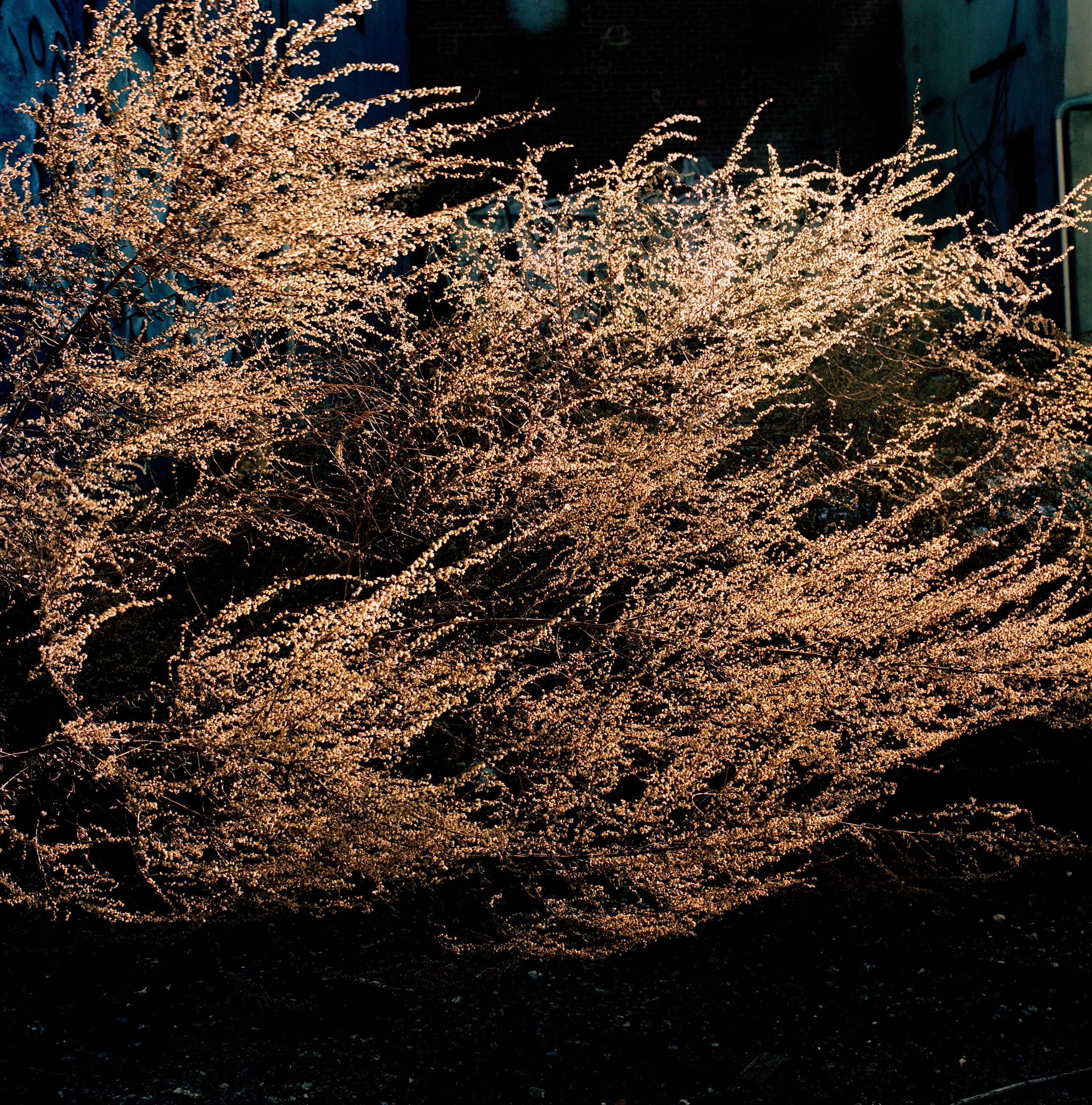 高木康行 「BLR: Brooklyn Lot Recordings」 （THE BOOK END） ｜Tokyo