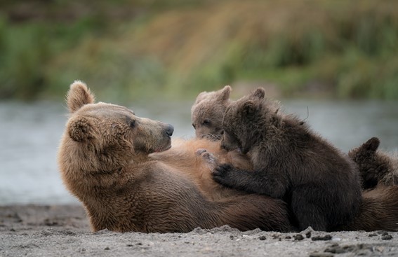 Junichi Noguchi "Tribute"