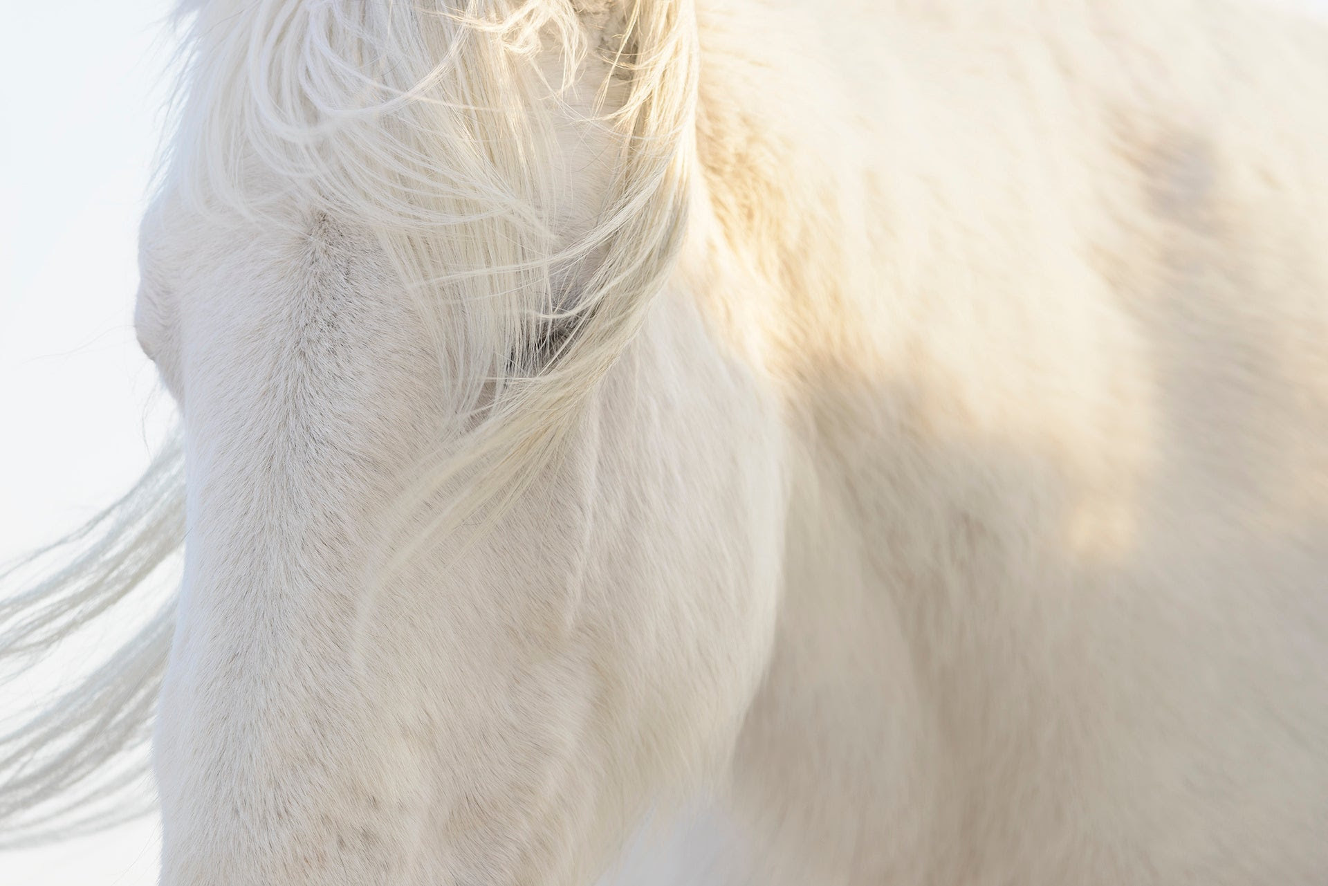 岡田敦 「『ユルリ島の馬』～The Horses of Yururi Island