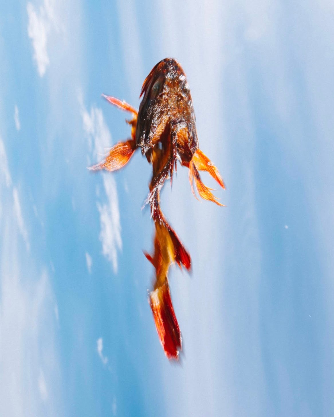 中村健太 「銀河に埋める【離】」 （flotsam books（フロットサムブックス）） ｜Tokyo Art Beat