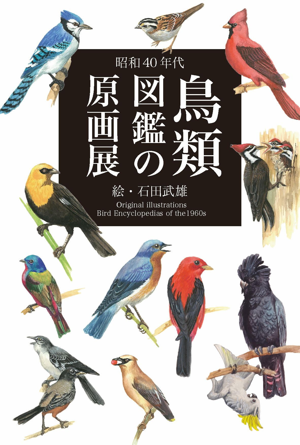 昭和40年代～鳥類図鑑の原画展～』絵・石田武雄」 （ギャラリー