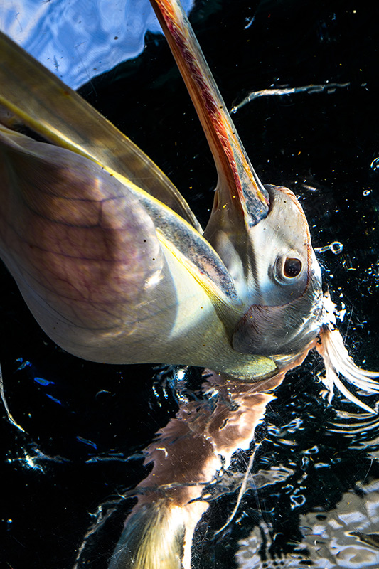 3rddg_hamada-1.jpg?w=1200