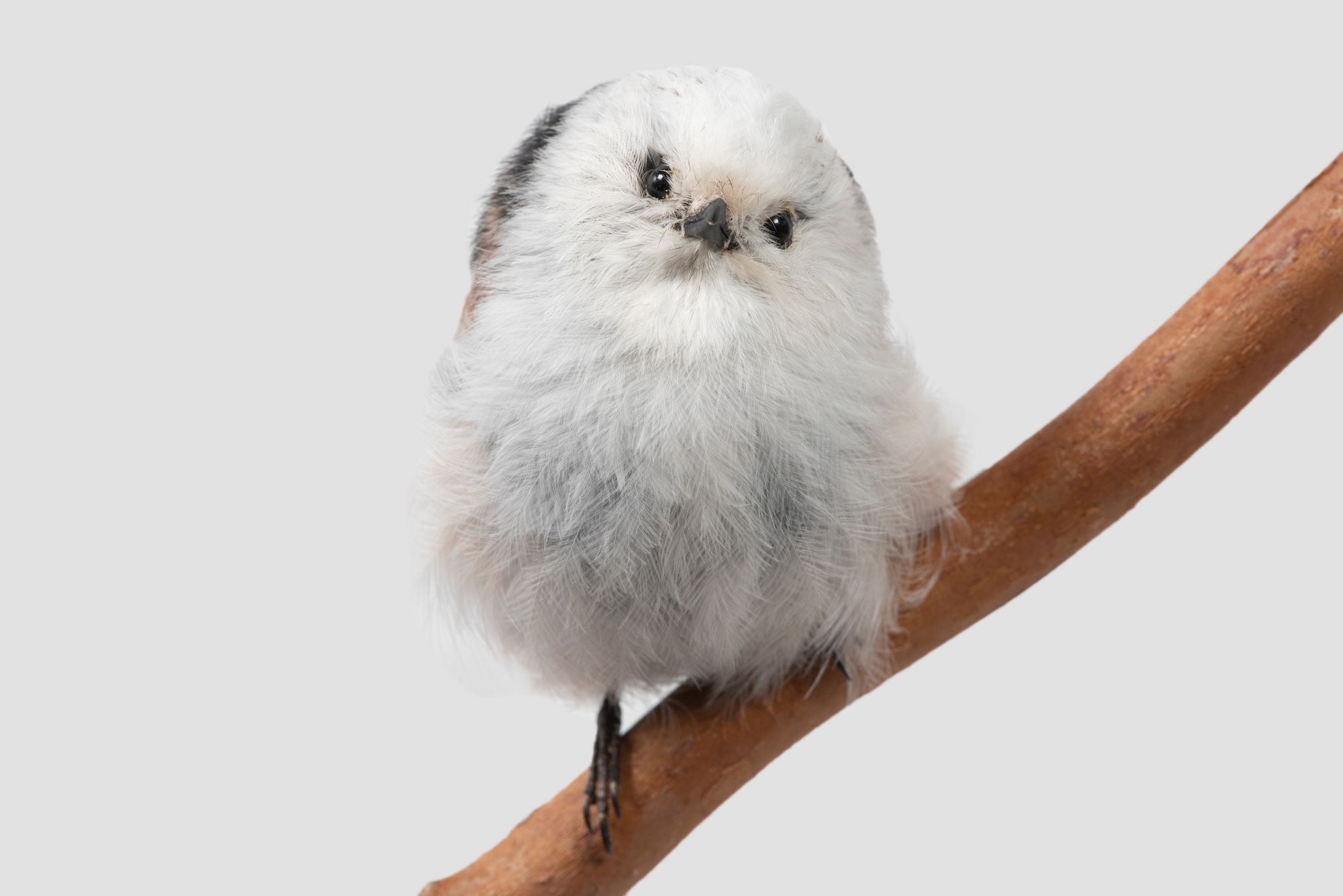 有料会員限定】「鳥 ～ゲノム解析が解き明かす新しい鳥類の系統