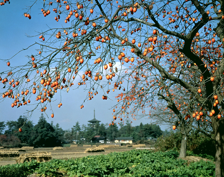 没後30年 入江泰吉『大和路1945－1970』展」 （入江泰吉記念奈良市写真