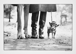 Elliott Erwitt (エリオット•アーウィット)写真集『犬たち』 エリオット・アーウィット 「観察の美学 筋書きのない写真たち