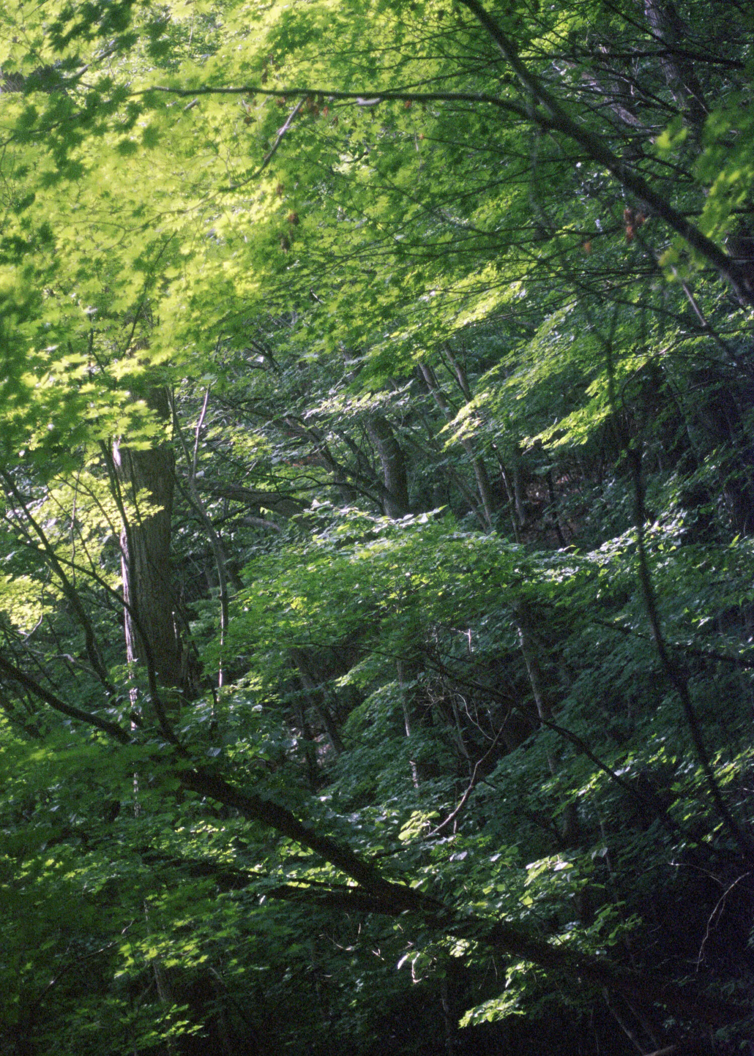 Joel Hilska-Heikkinen "Birdwatching"