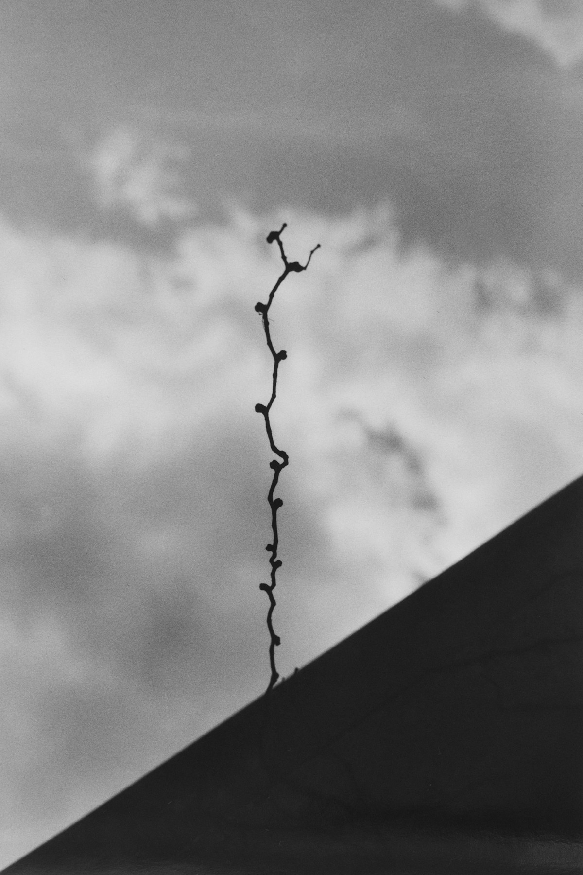 藤井さくら 「緑の屋根の家」 （flotsam books（フロットサムブックス）） ｜Tokyo Art Beat