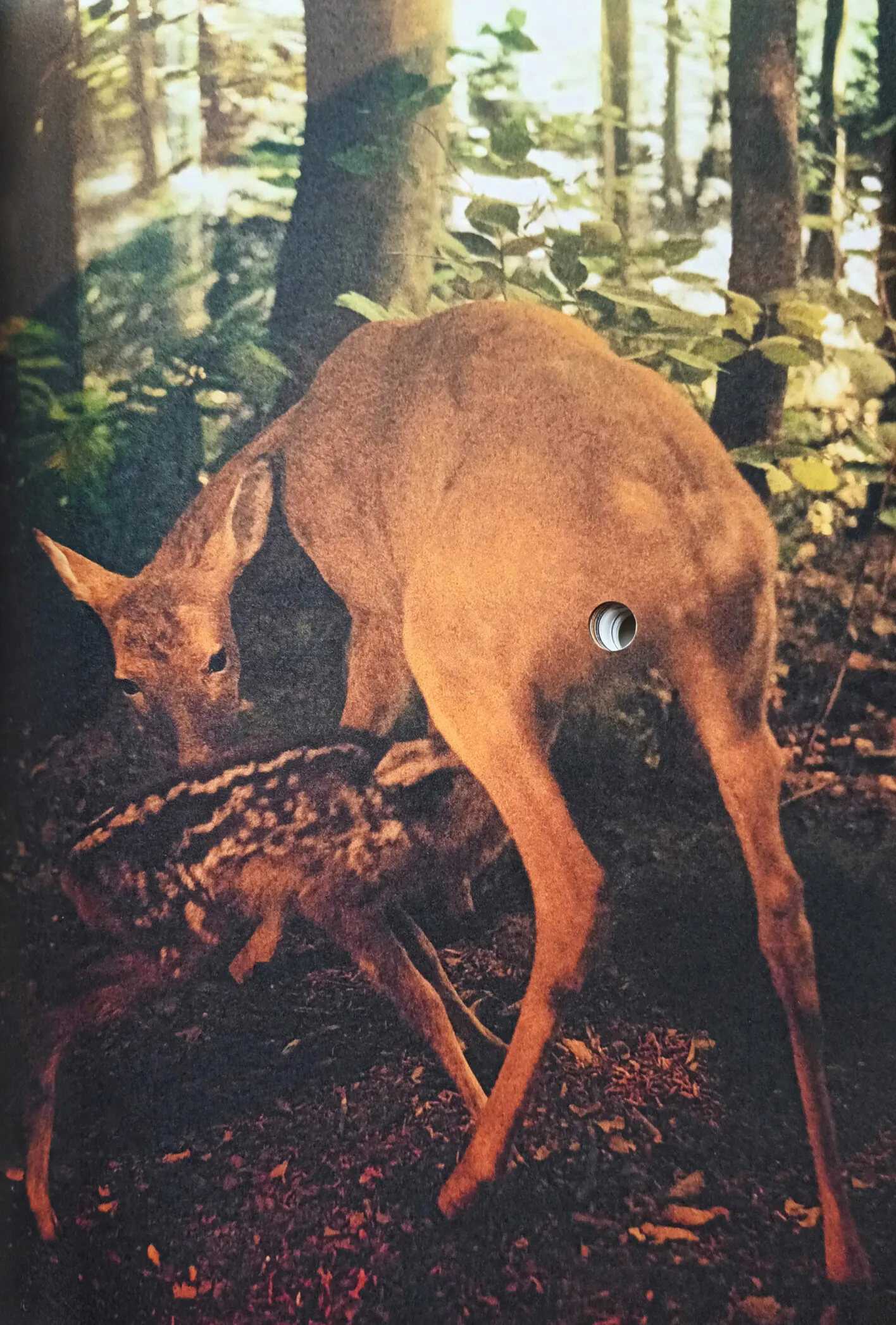 Dwelling on Uncertain Ground: Essayistic Encounters between Fact and Fiction