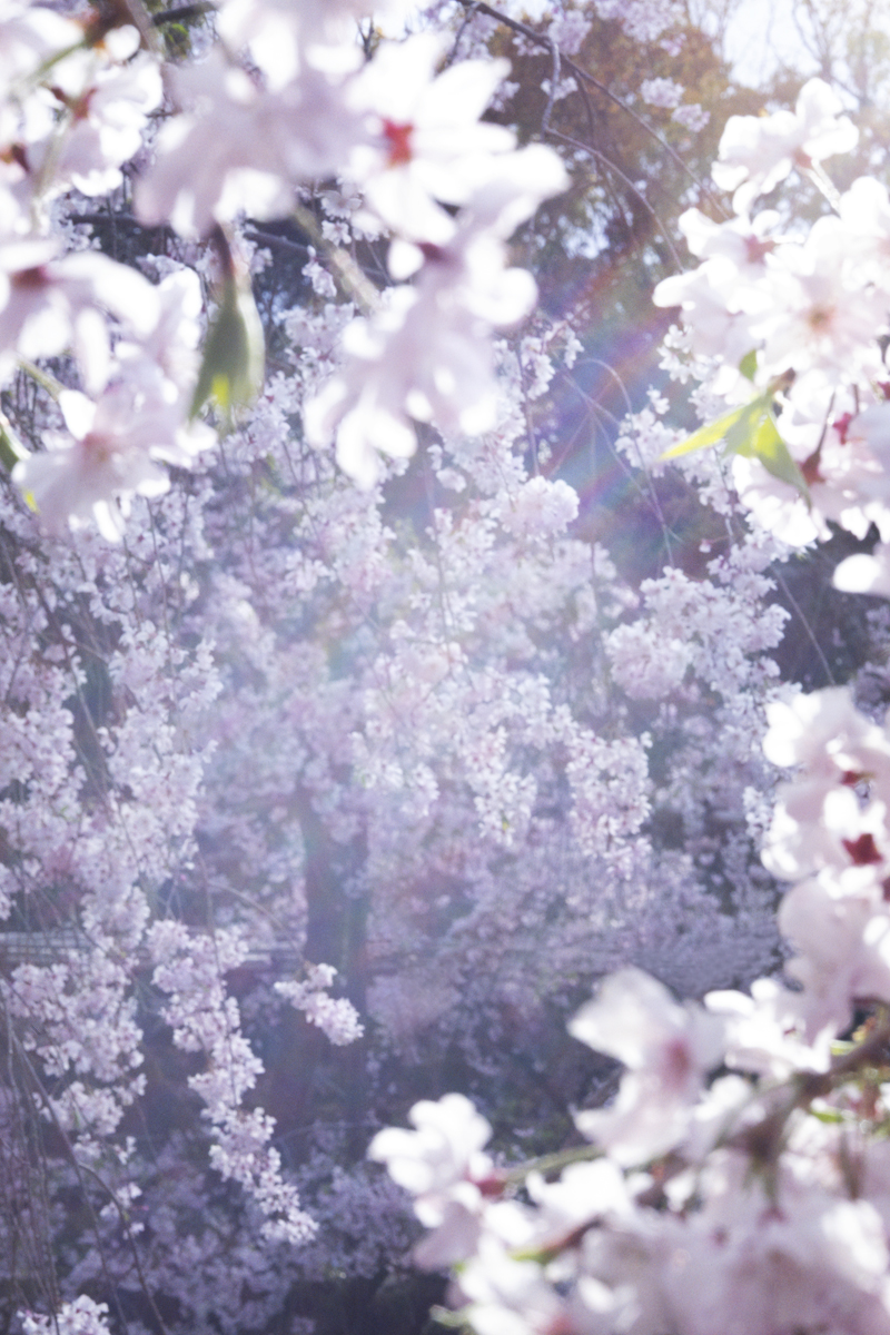 蜷川実花 「瞬く光の庭」 （東京都庭園美術館） ｜Tokyo Art Beat