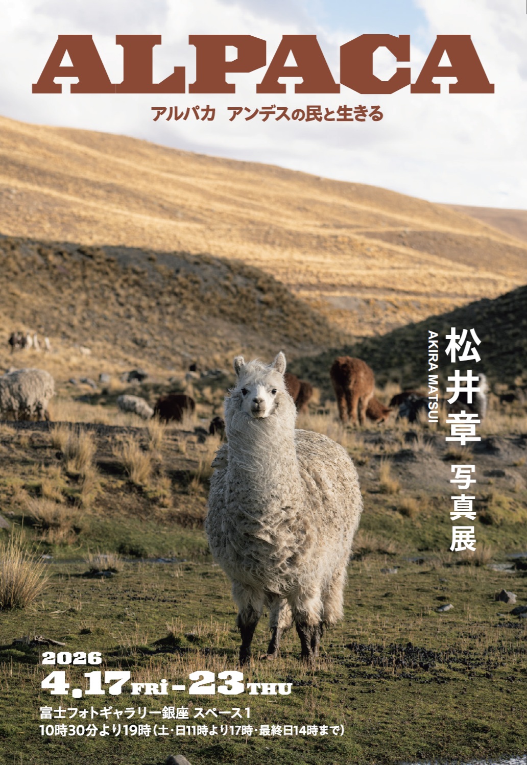 Alpaca – Living alongside the People of the Andes