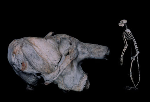 上田義彦「骨と石器」｜Tokyo Art Beat