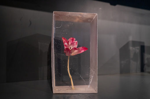 欲望や不安を内に秘めた、美しき異形の花。井上隆夫インタビュー