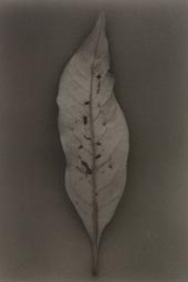 Whimsical Forces ─時のかたち─ 広川泰士写真展 （アクシス