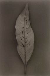 Whimsical Forces ─時のかたち─ 広川泰士写真展 （アクシス