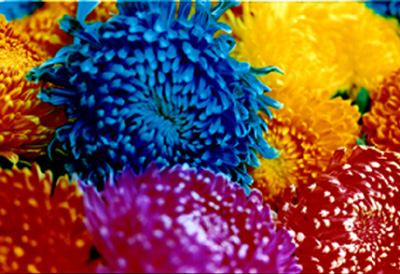 蜷川実花展 「photographs 2001-2004」 （小山登美夫ギャラリー六本木