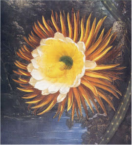 [美しい植物画]チェコの古い植物図鑑(1937年)/植物画 高山植物/ 美しい植物画]チェコの古い植物図鑑(1937年)/植物画 高山植物/ 美しい