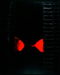 堂本尚郎展 絵画探求60年の足跡とその未来 1945-2005 （世田谷美術館