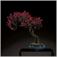 第79回国風盆栽展 （東京都美術館） ｜Tokyo Art Beat