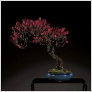 第79回国風盆栽展 （東京都美術館） ｜Tokyo Art Beat