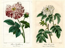 アンティーク博物画「ボタニカルアート・コレクション｣ （ロゴス