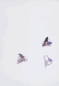 永井一史 — HAKUHODO DESIGN「ブランドとデザイン」 （ギンザ・グラフィック・ギャラリー） ｜Tokyo Art Beat