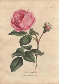 アンティーク ボタニカルアート イギリス アンティーク ボタニカルアート/植物画 石版画 (John