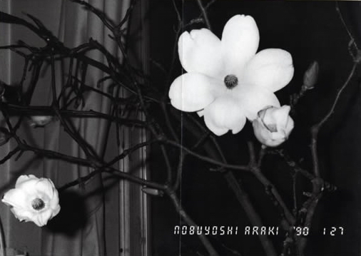 荒木経惟 「愛ノ花」 （ラットホール・ギャラリー） ｜Tokyo Art Beat